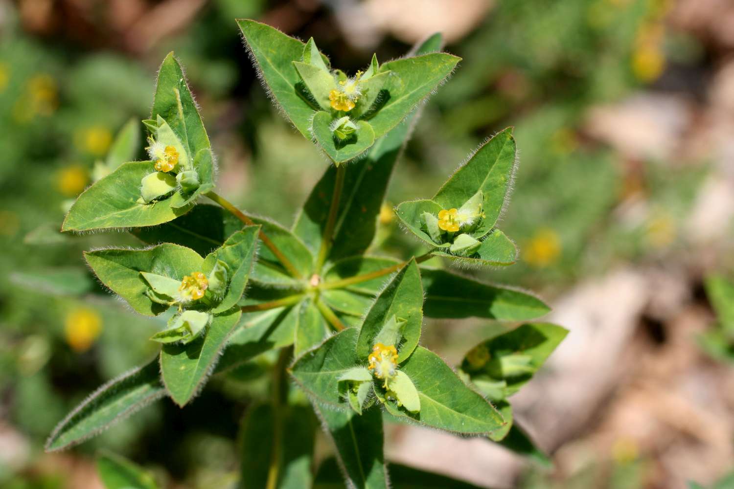 Euphorbia hirsuta / Euforbia pubescente